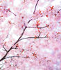 05 Cherry Blossom