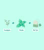12 Mint Eucalyptus