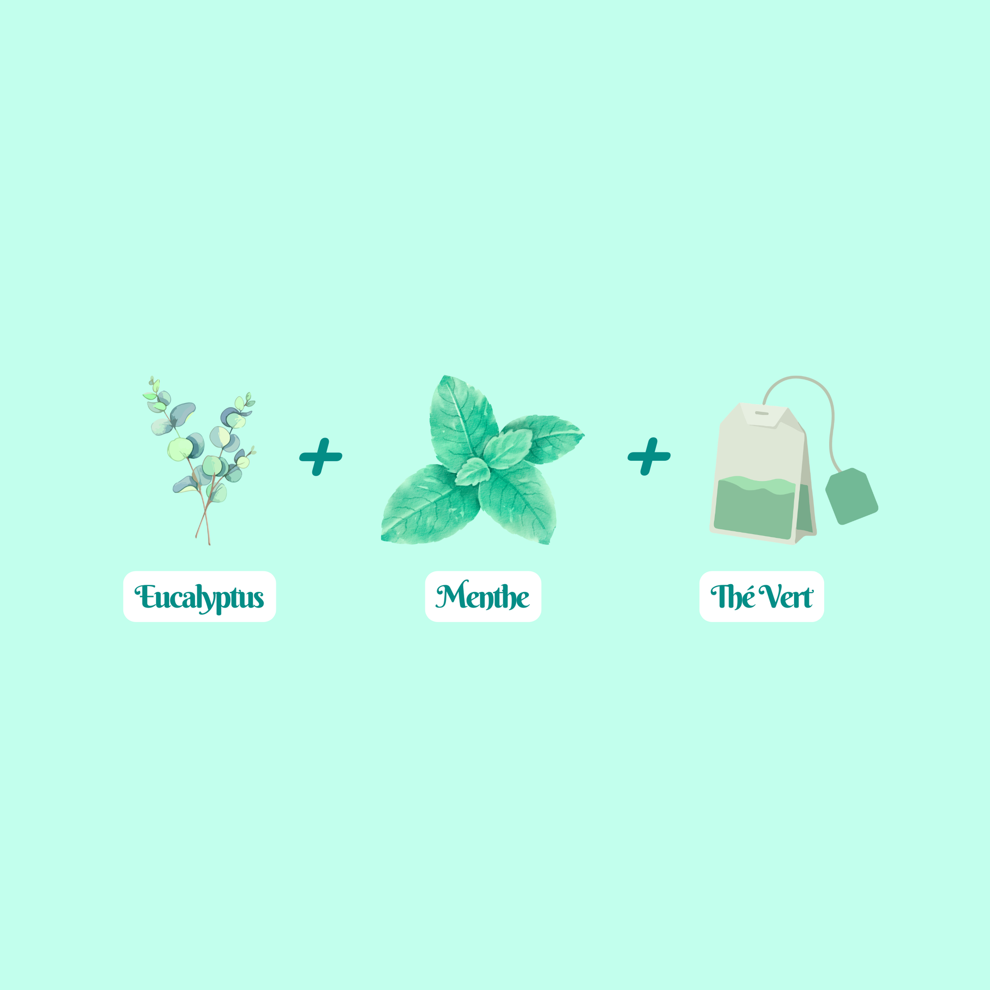 12 Mint Eucalyptus